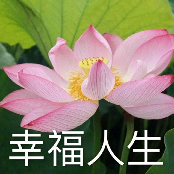 章鱼爱拉稀