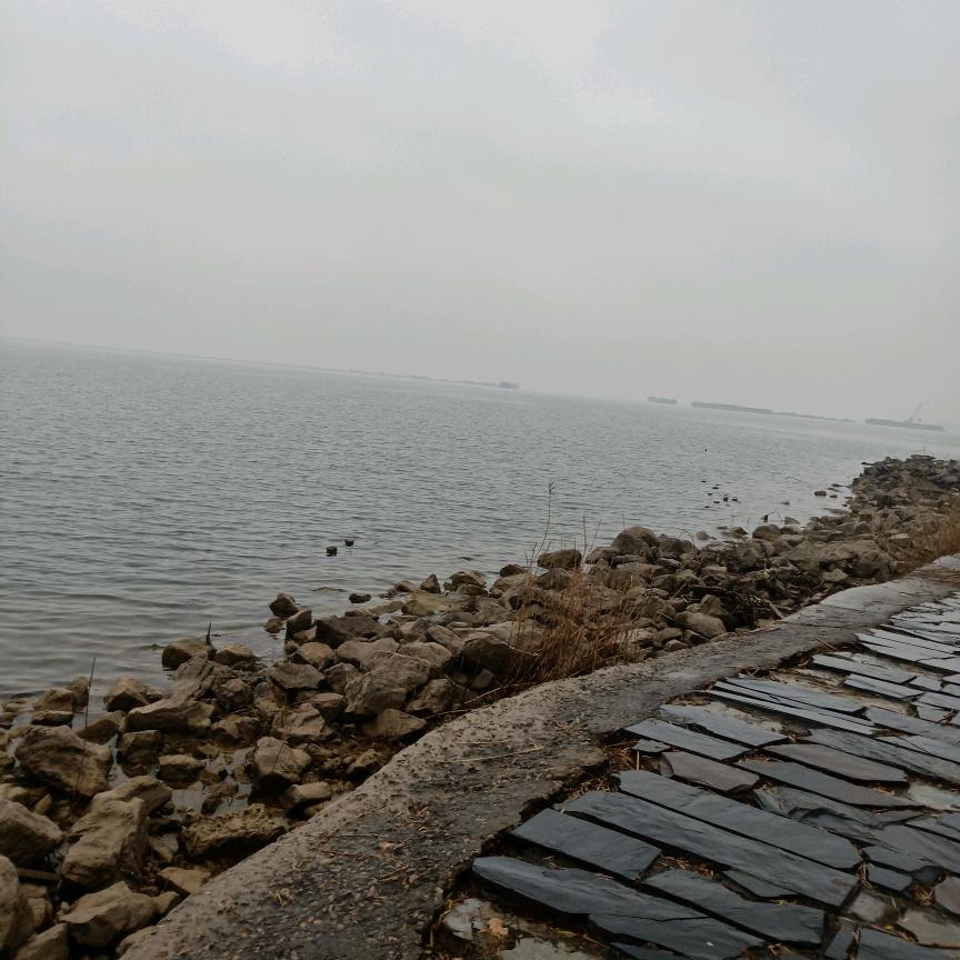 山鸟与鱼
