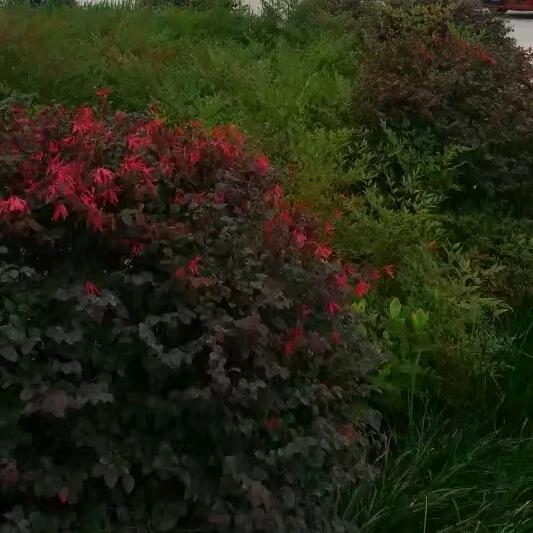 笑看风云