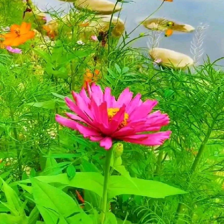 玉兰花