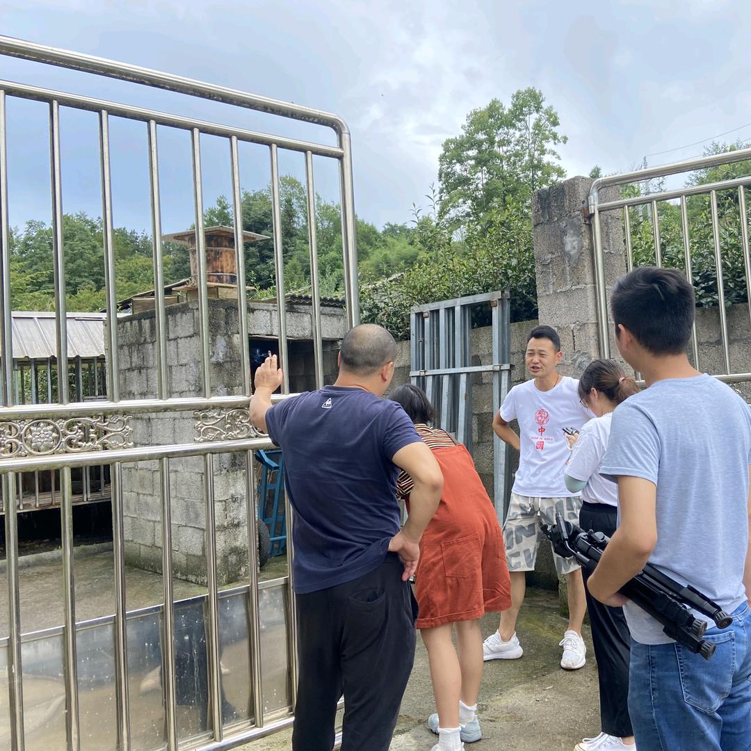 小龙诱蜂记(户外)