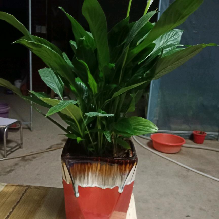 开心我家开心我家