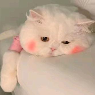 叮当百货优选
