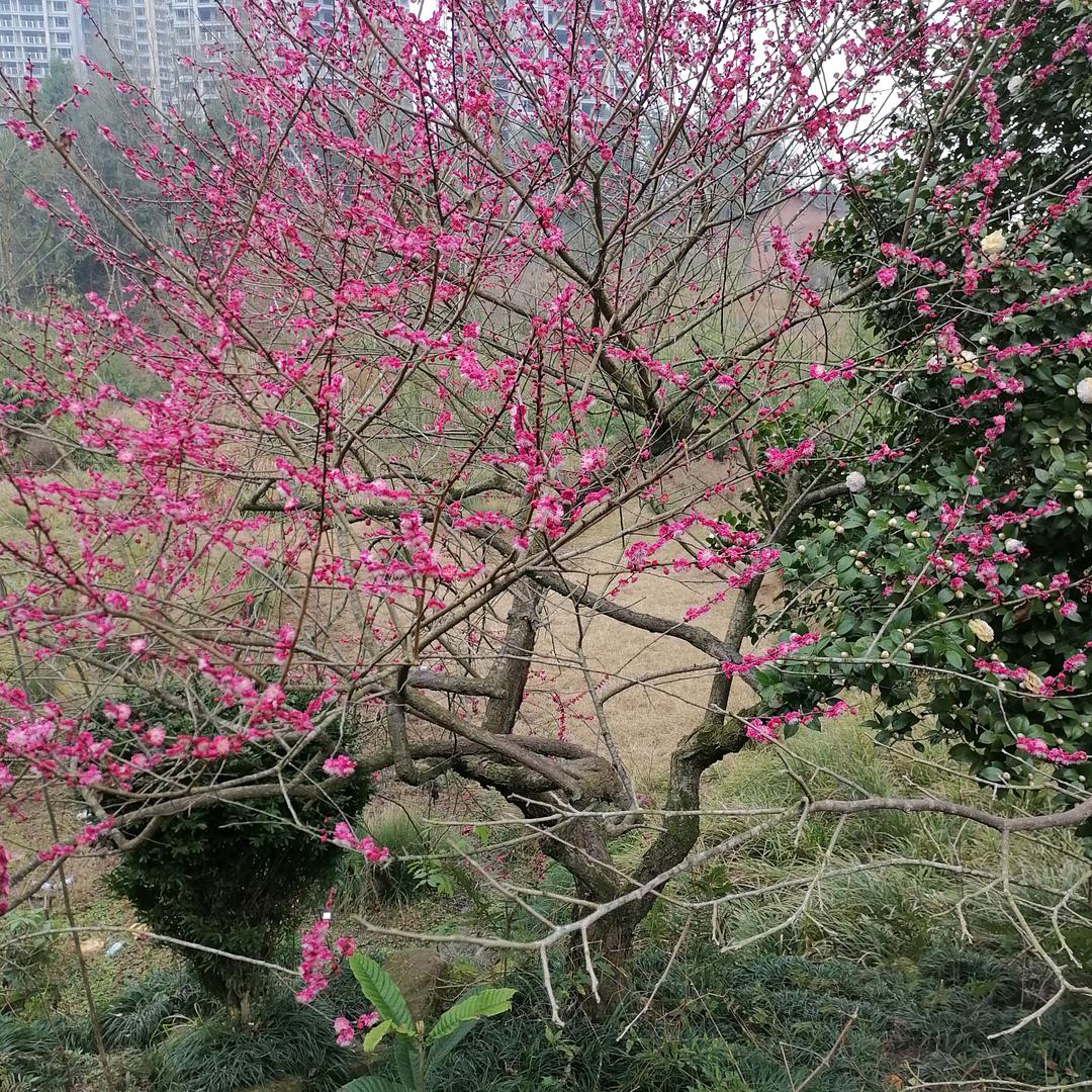 珍、