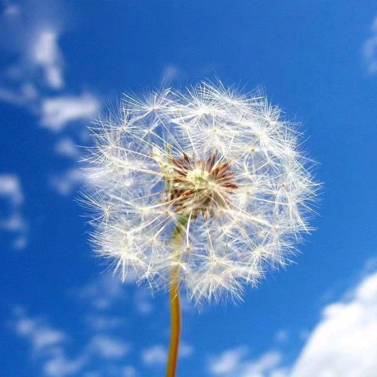 慧