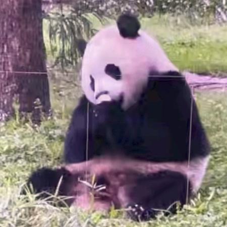 娇子无奈，爱我所爱