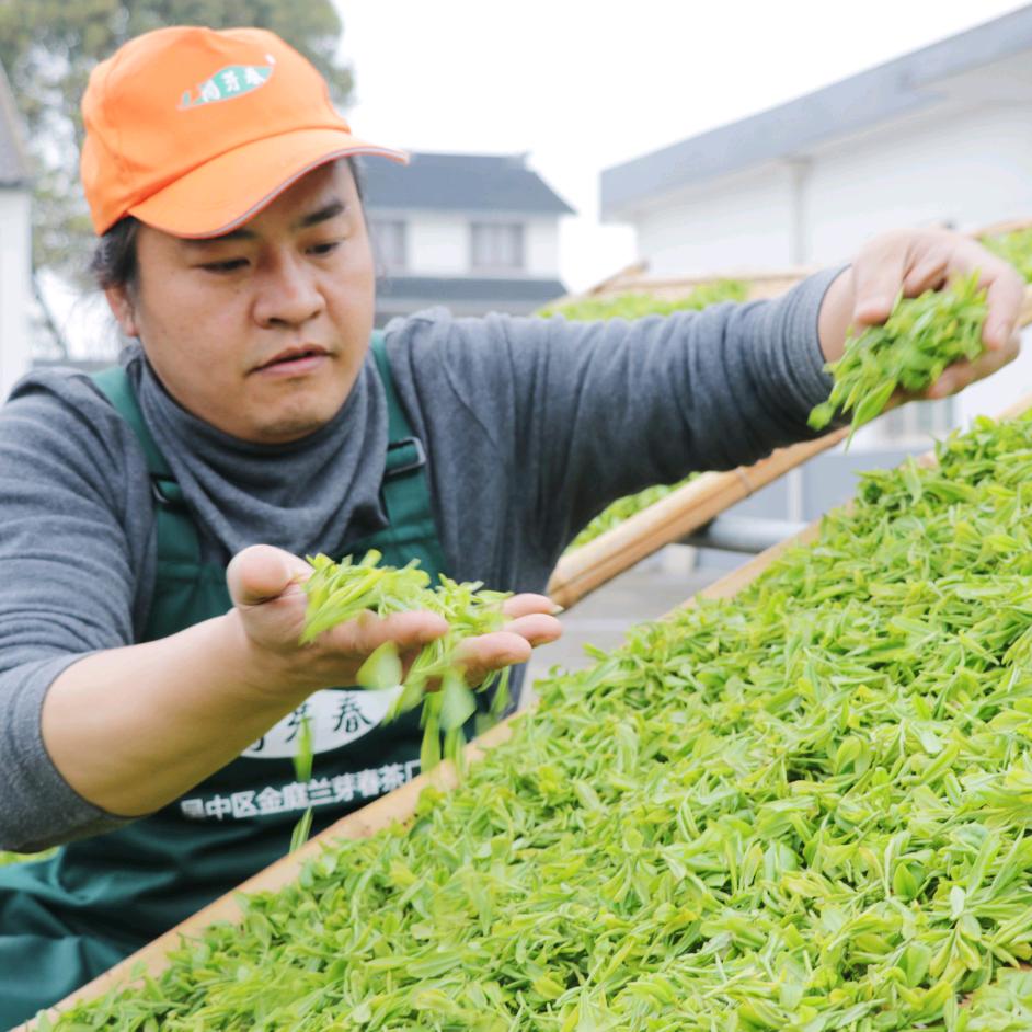 兰芽春茶场