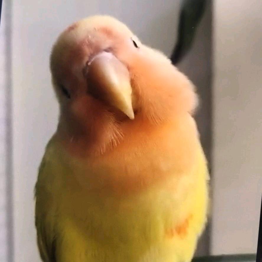 小飞侠飞不起