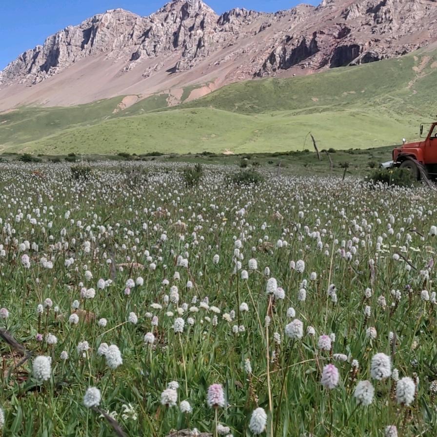 ༄༅ཉི་ཟེར་   yang