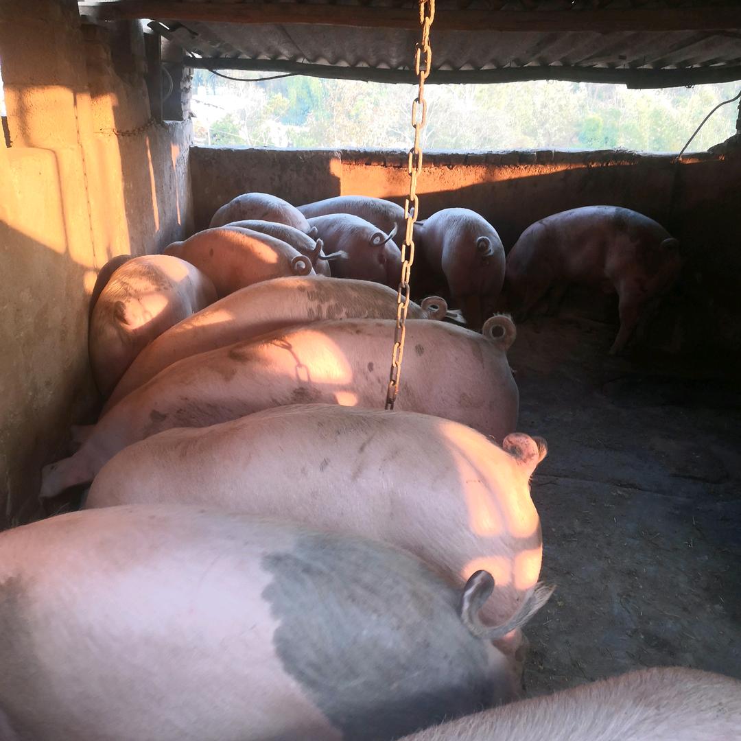 艾三畜牧养殖与防治