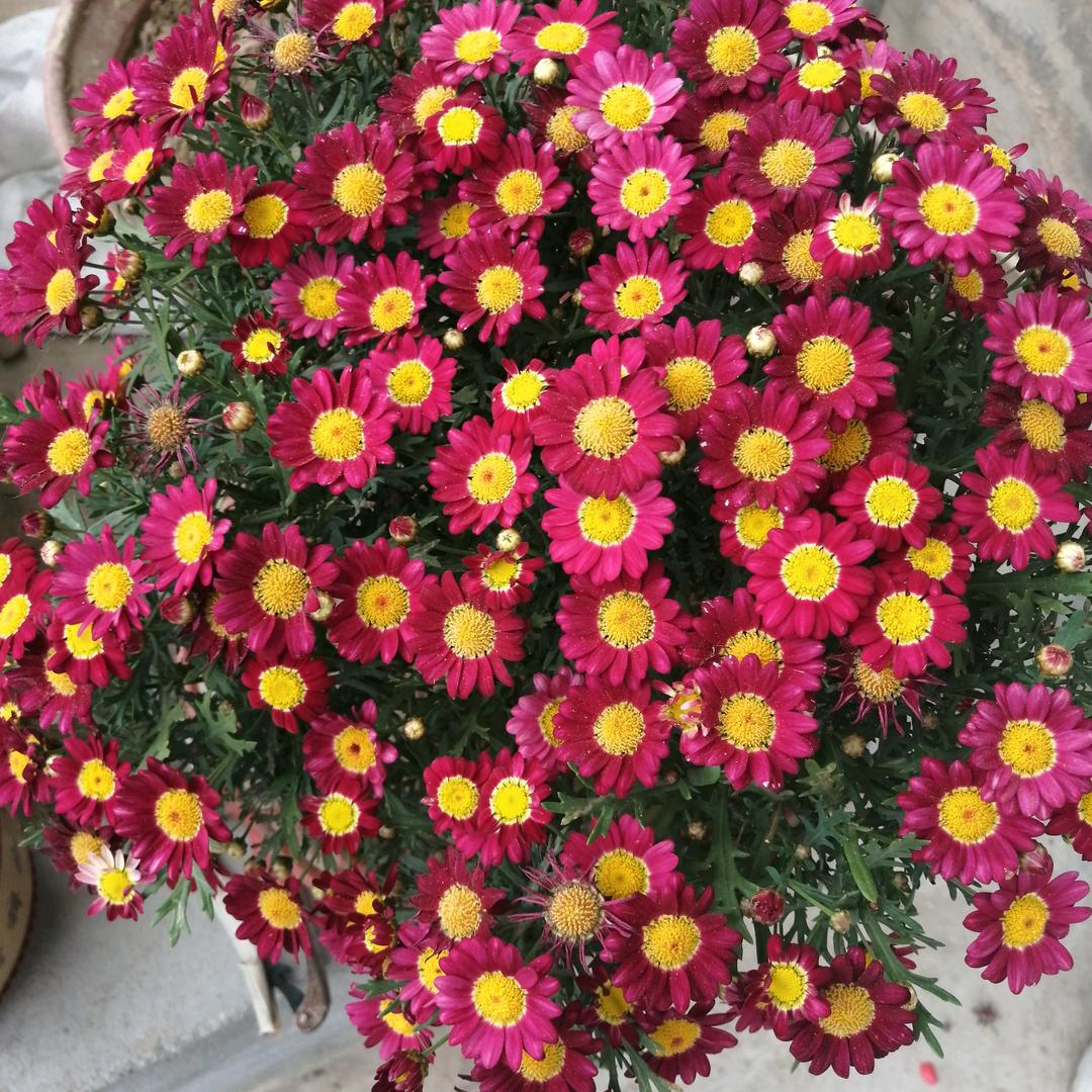 红梅🌺