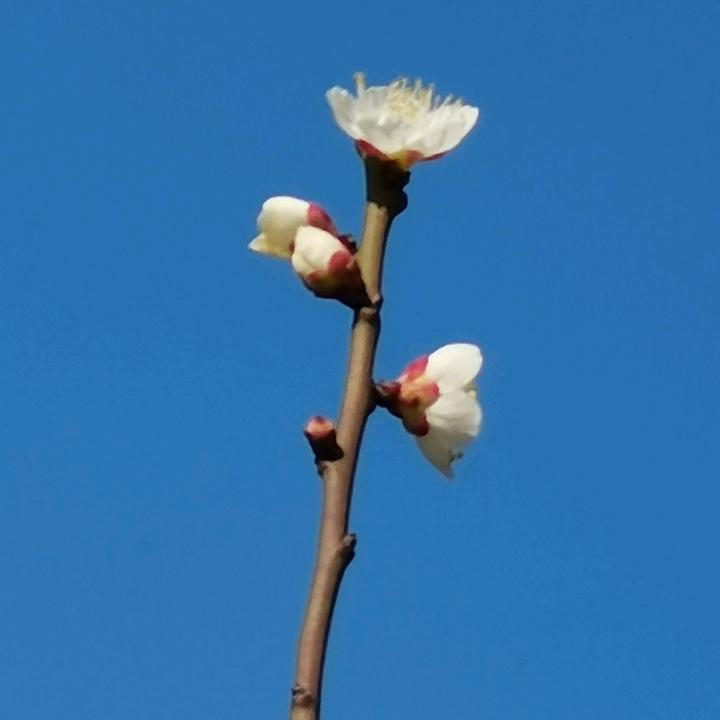 青瓷