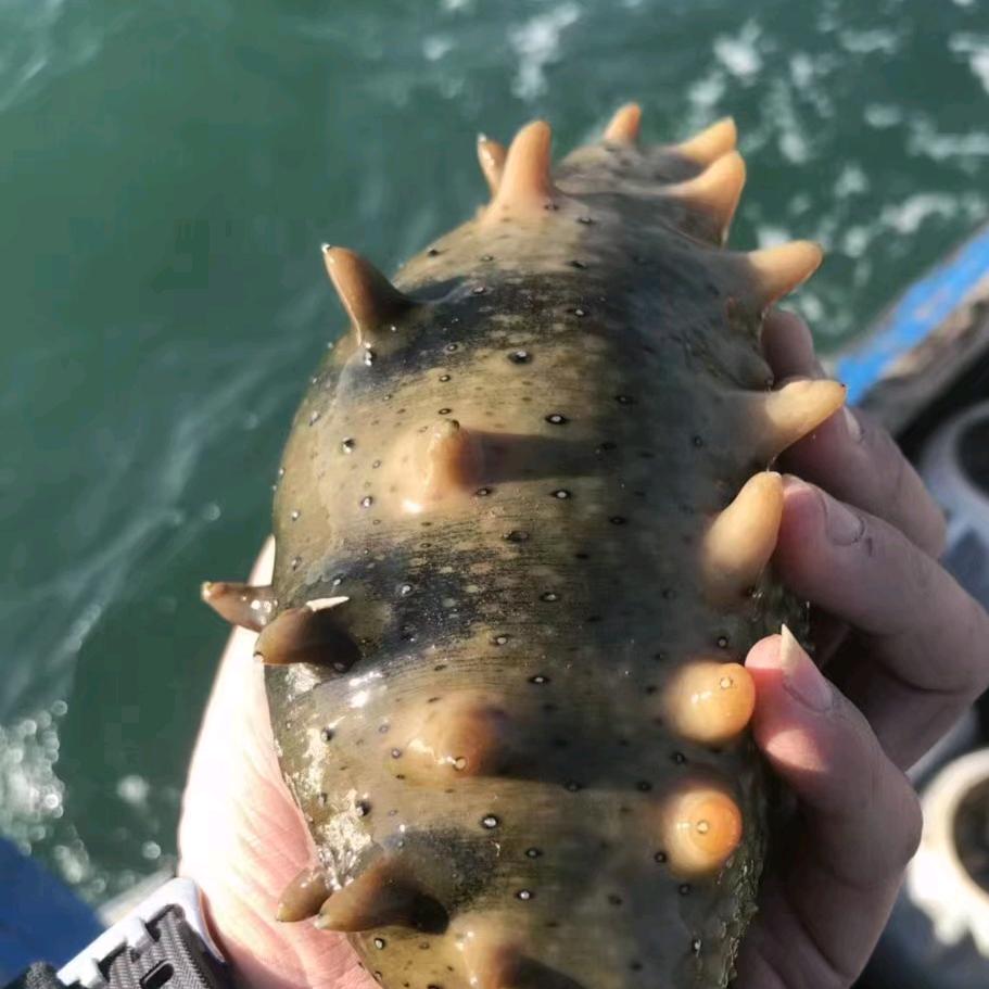 大连家瑞海参