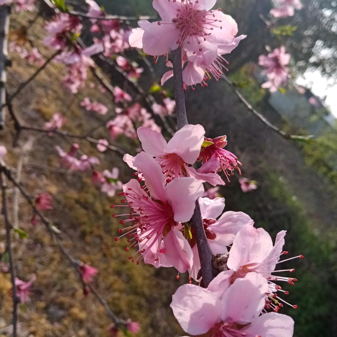 栩栩如生