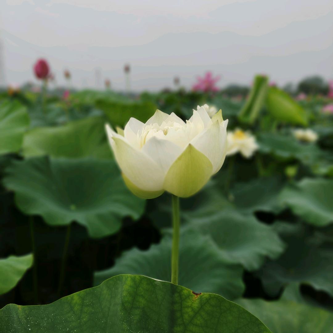敏