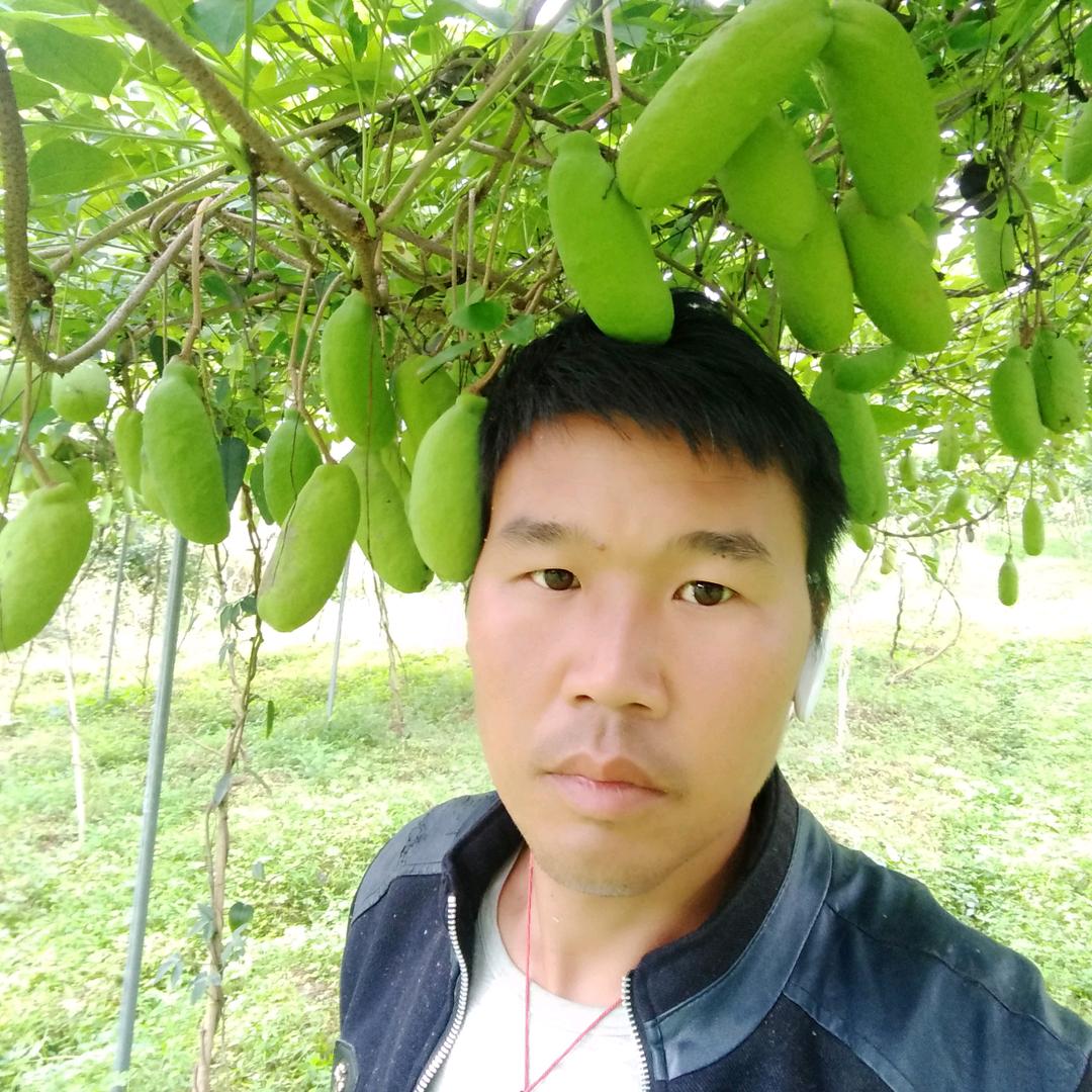 简氏八月瓜种植园