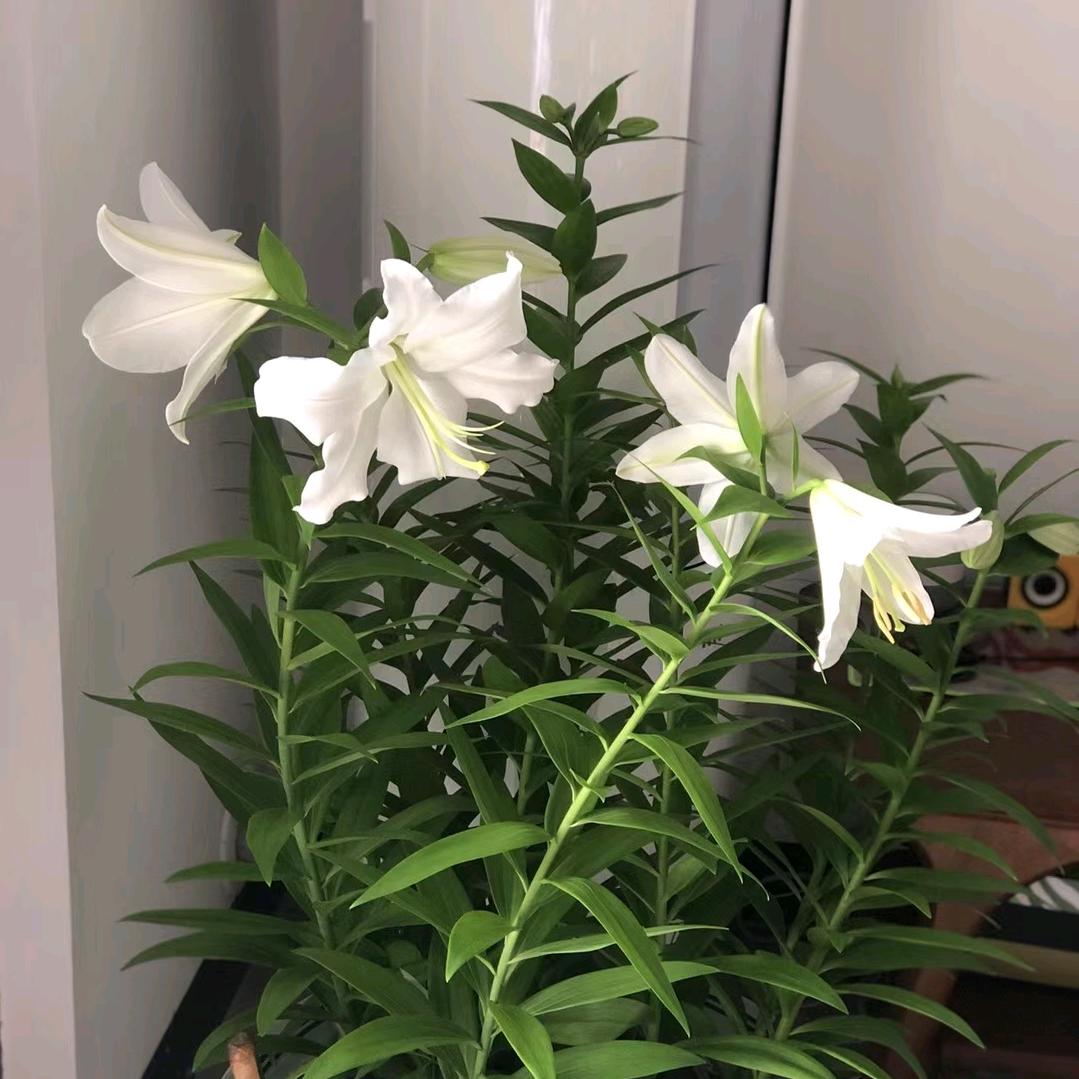 神龙门的刘新头像