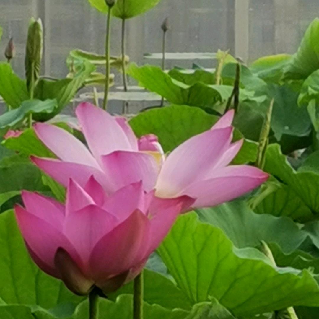 蒙蒙丝雨
