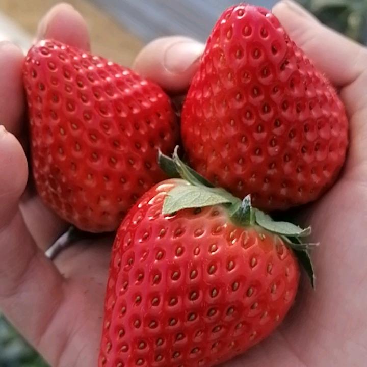 北门星辰草莓采摘园！