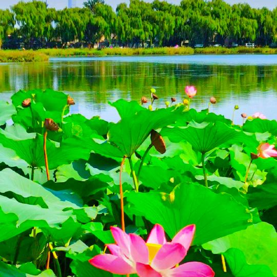 ♛柠檬味的菇凉♛