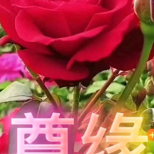尊缘，
