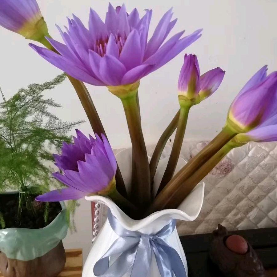吉祥如意好运相伴