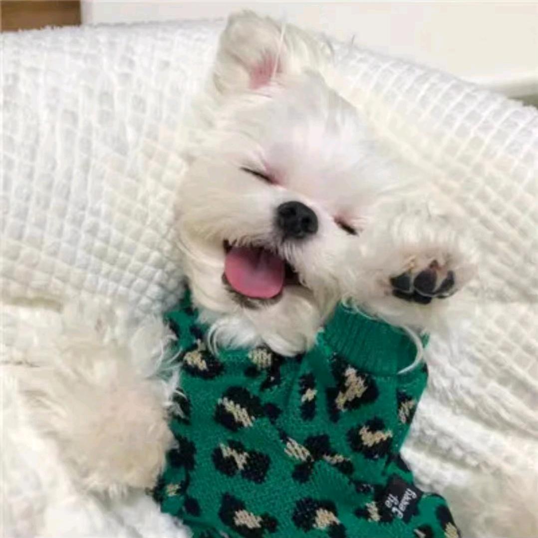 爱笑的甜甜圈吖