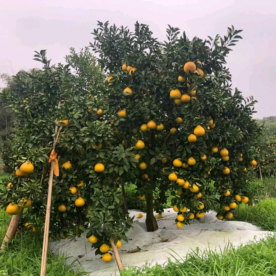 柑橘人  柑橘梦