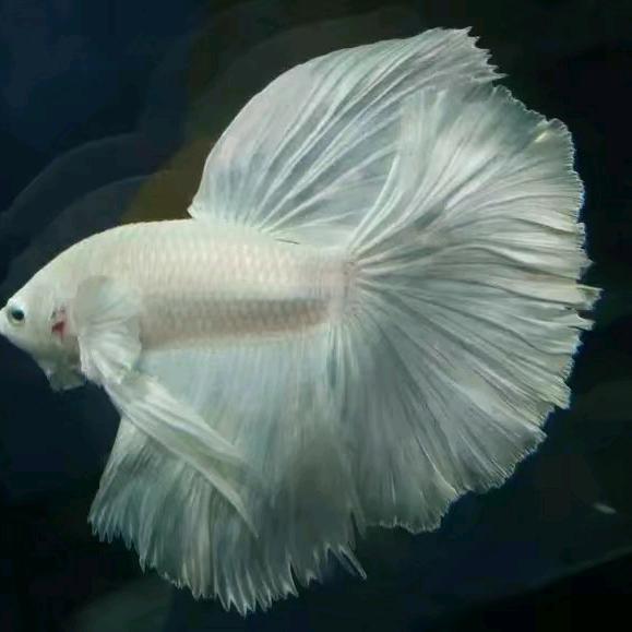 ♥噬魂舞者♥半边魚🐟《灵魂煮肉体