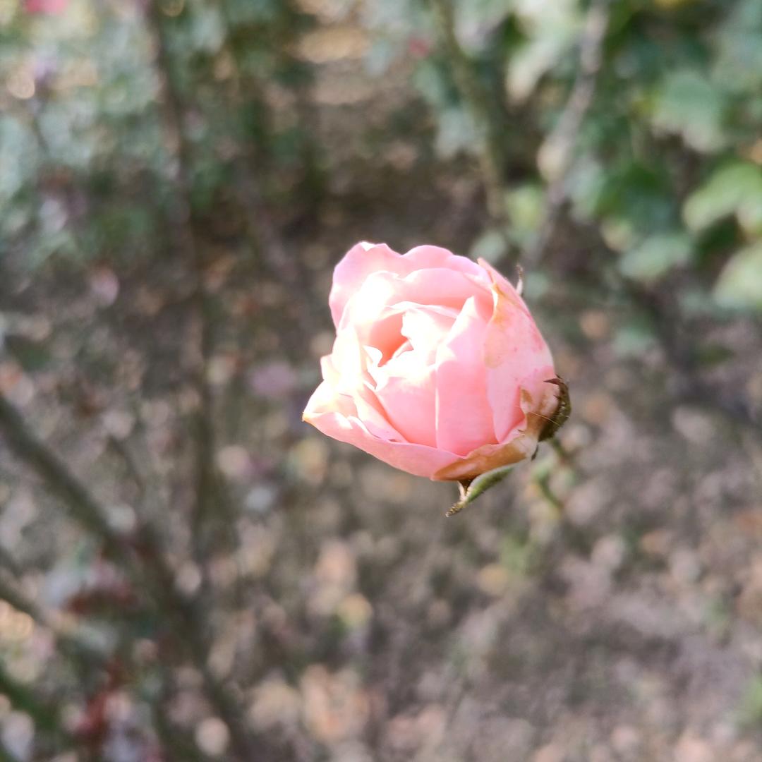 珞珞姥姥是戏迷