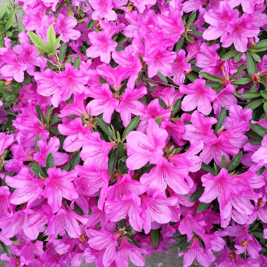 拿铁是咖啡!谢绝秒赞!