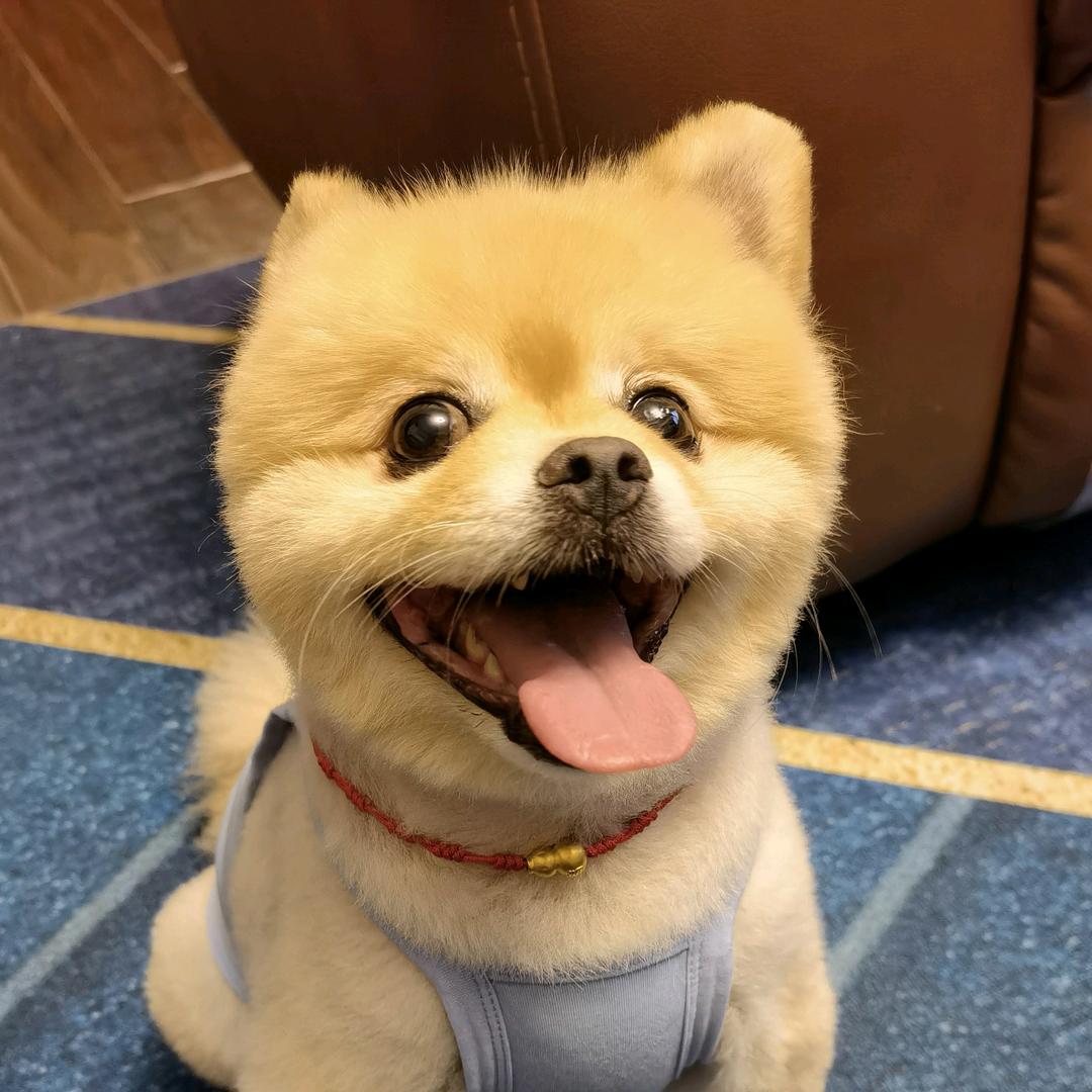 马丁小爷