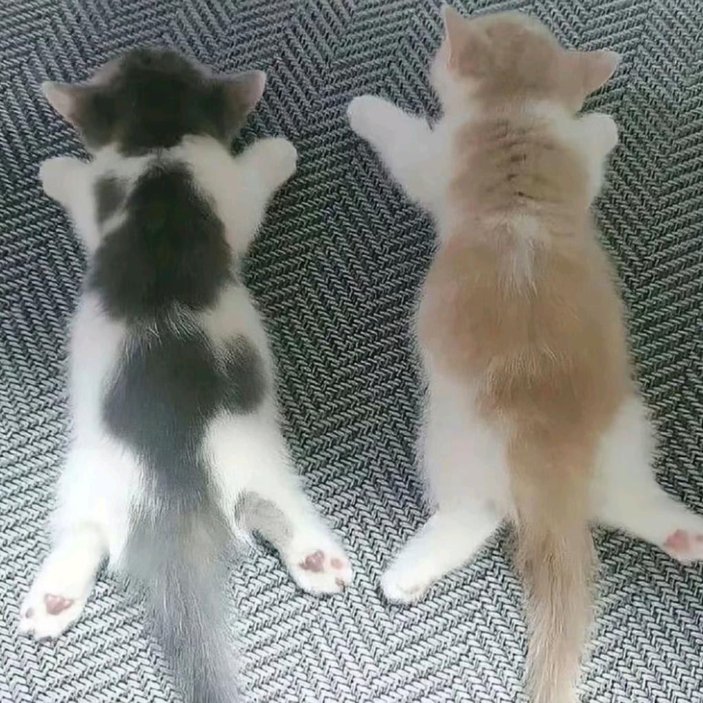 溜溜紫