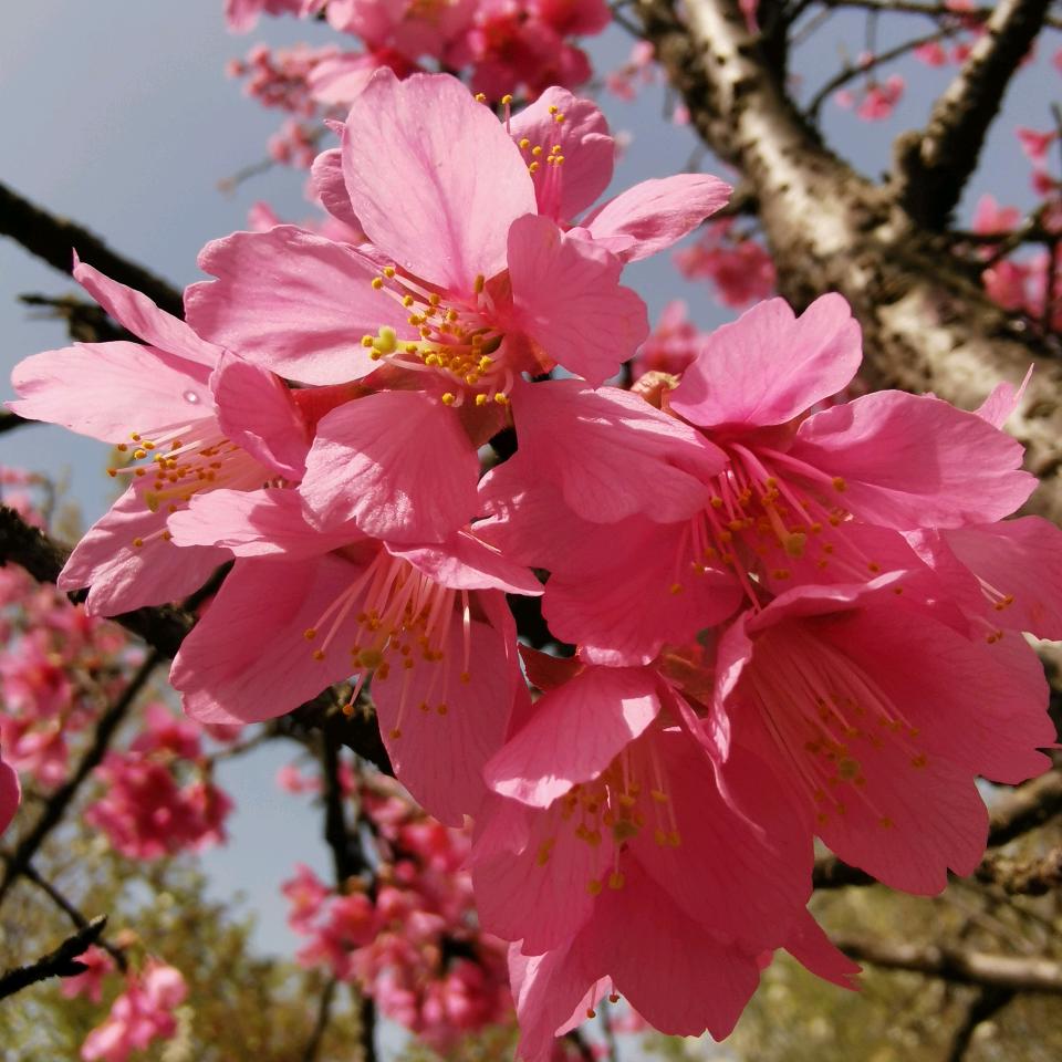 海口美兰小小烙馍卷串串小吃店