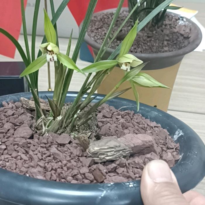 晓林哥