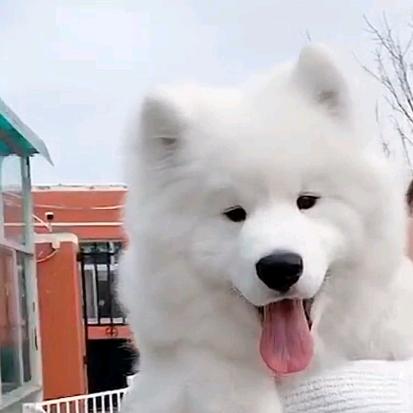 大海 犬舍 （宠物笼订制 质量确定价格）