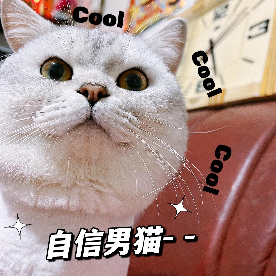 乔掌柜一屋FM（娃+宠）