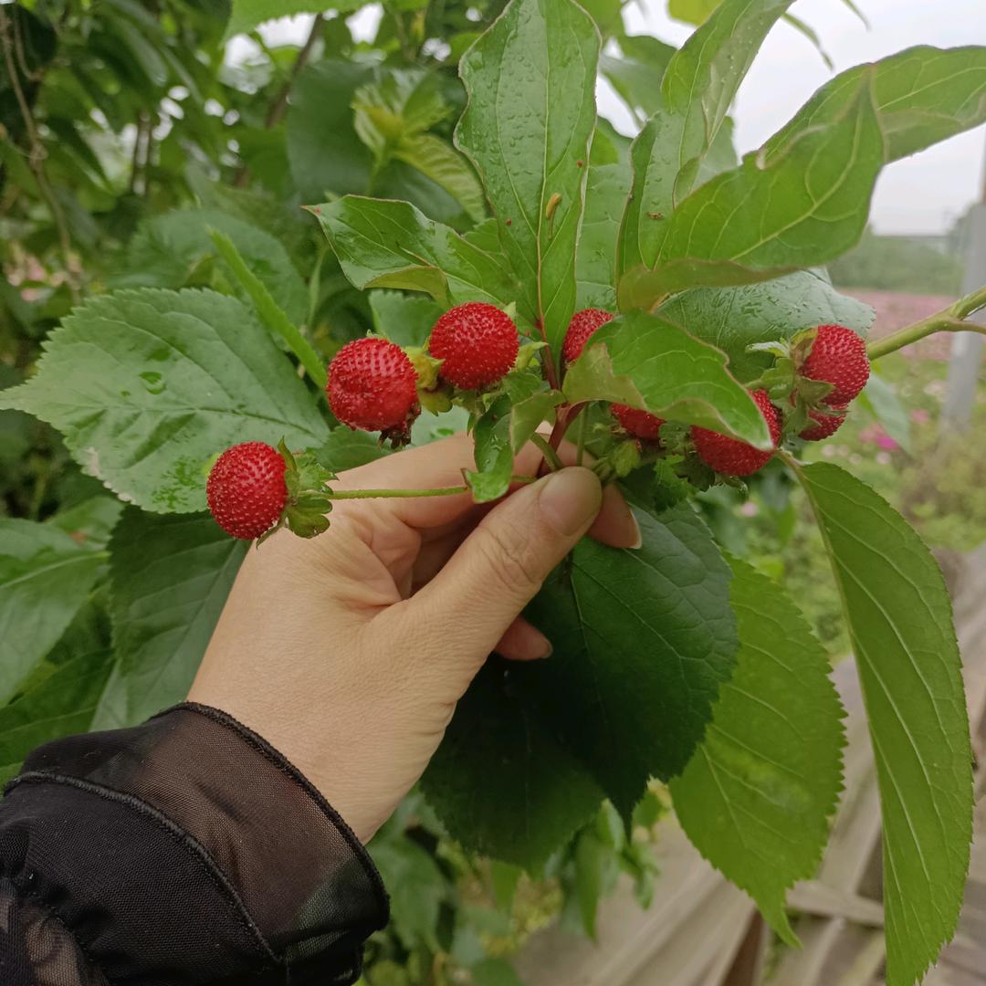 好想放假几天