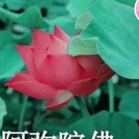 秦秀梅