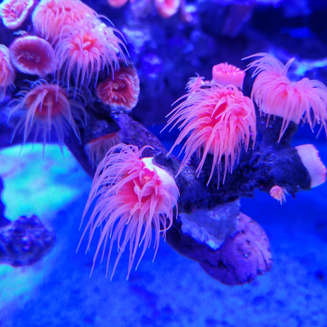 琴舞飞扬