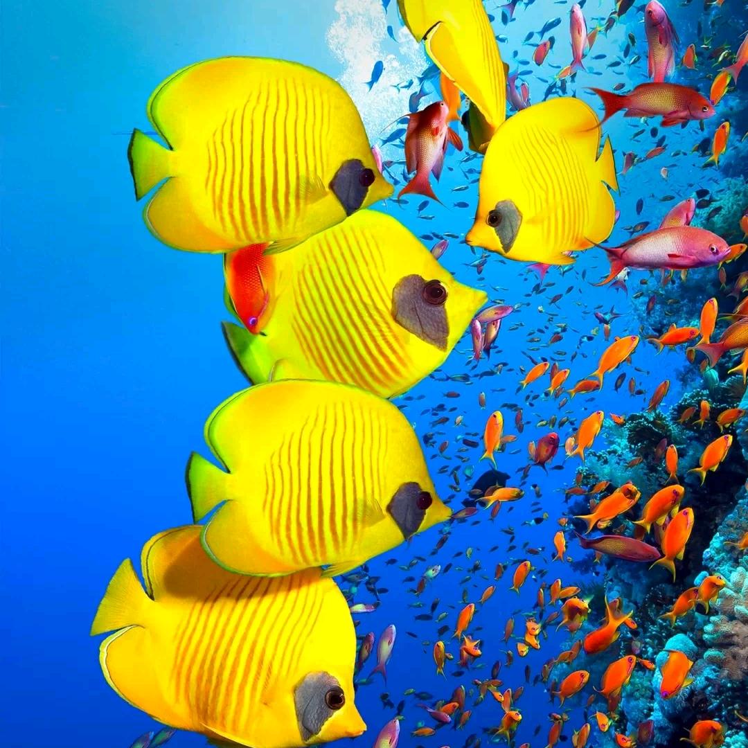 常先生的孟同学