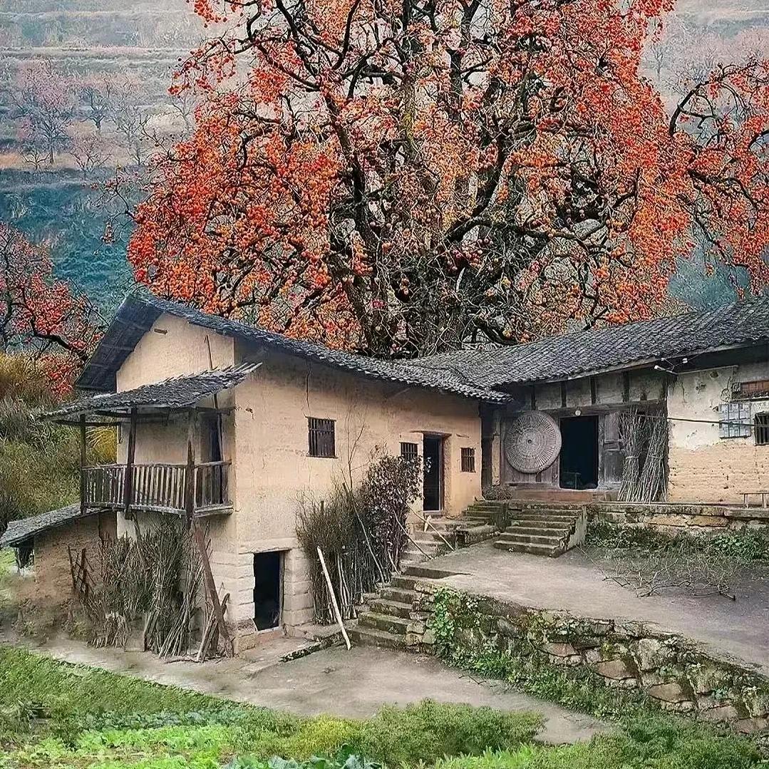 正宗百花蜜蜂养殖小陈