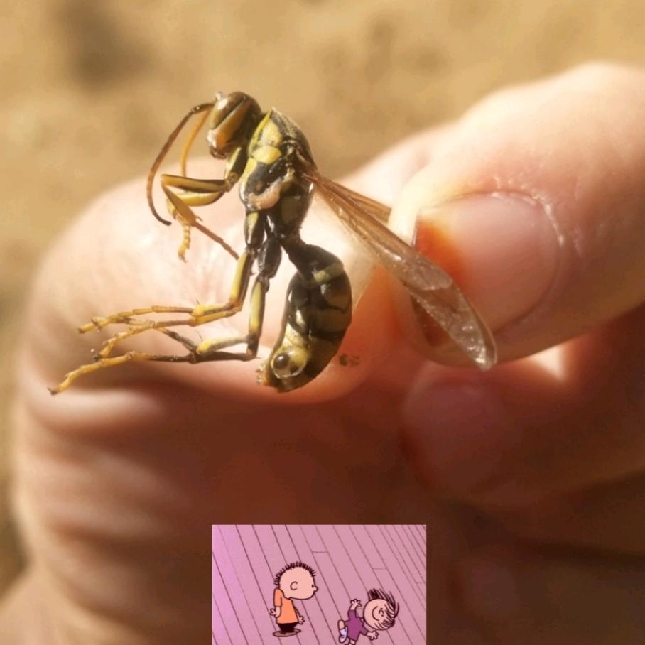 开心