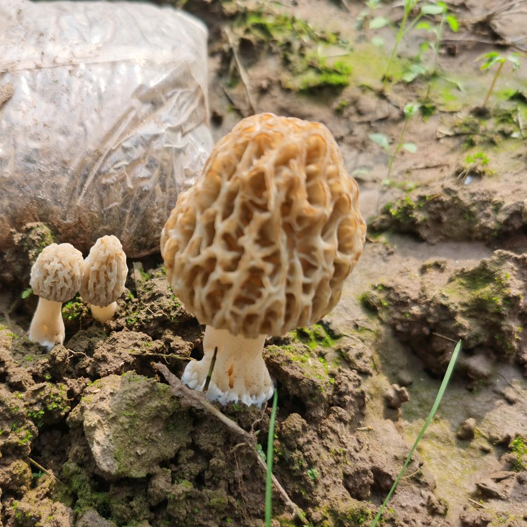 山村苏記昇旭食用菌