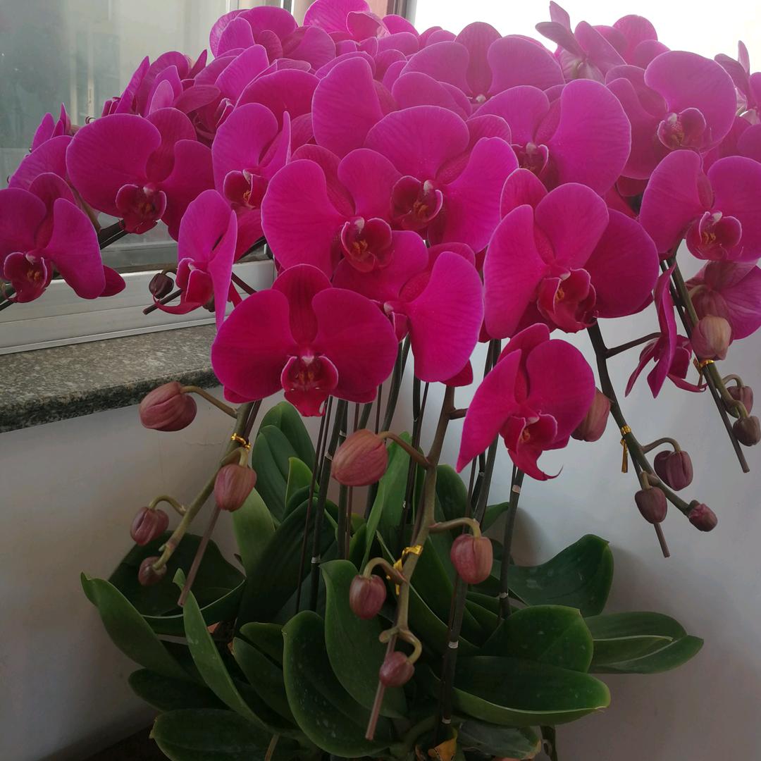 桂花树