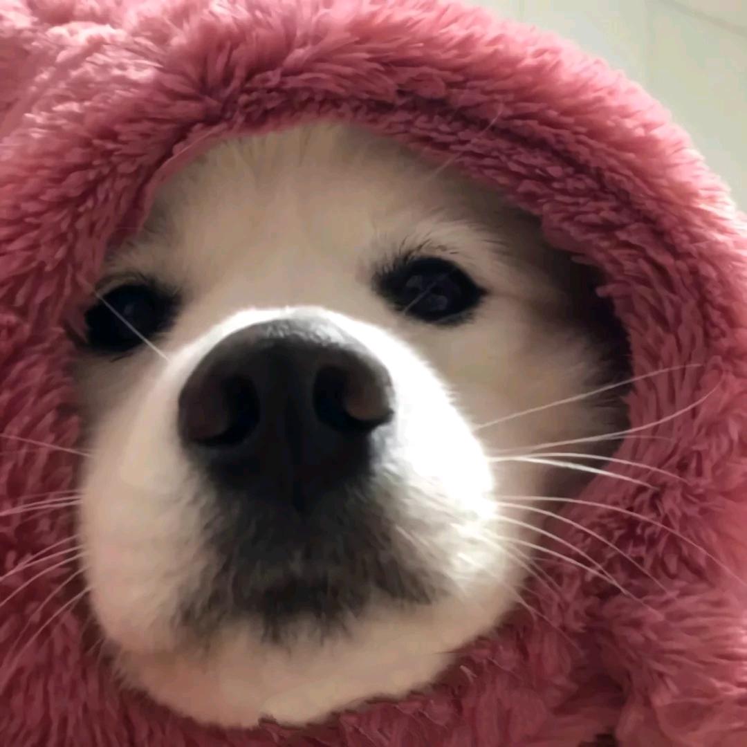 肥仔