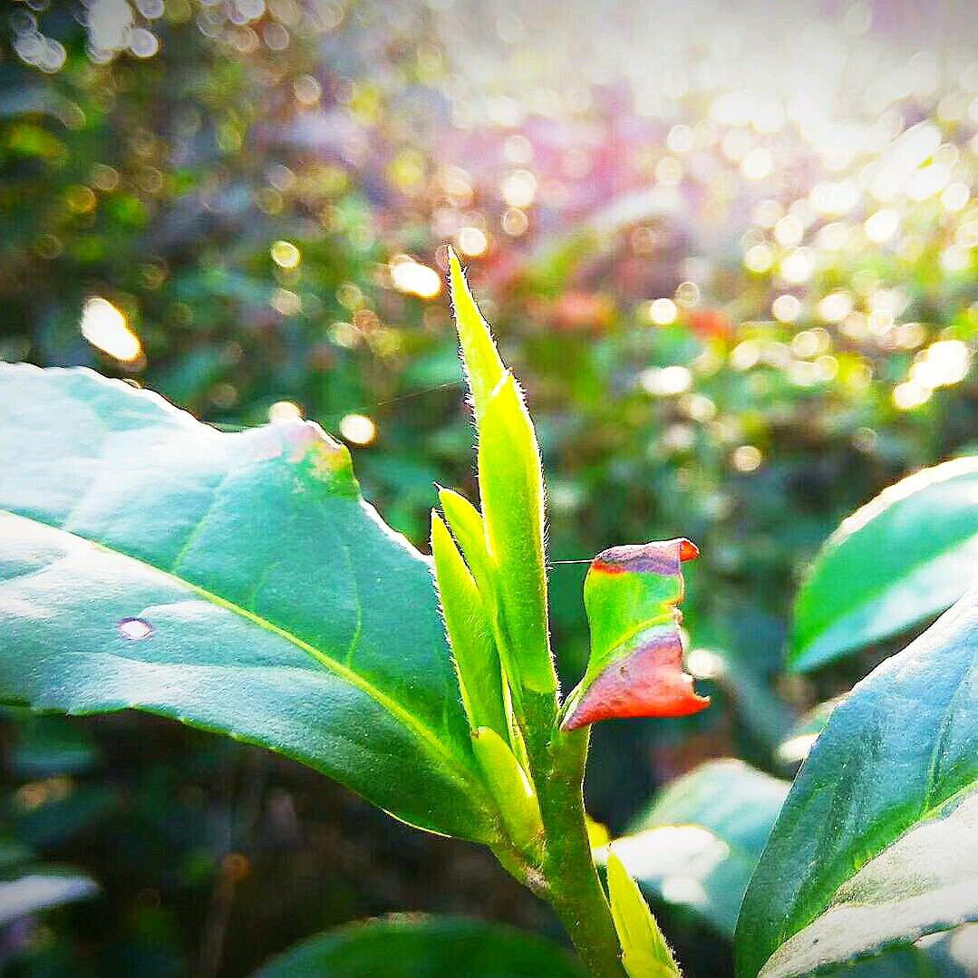 小曾手把茶信阳毛尖