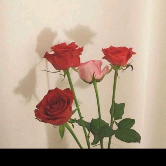 玫瑰🌹