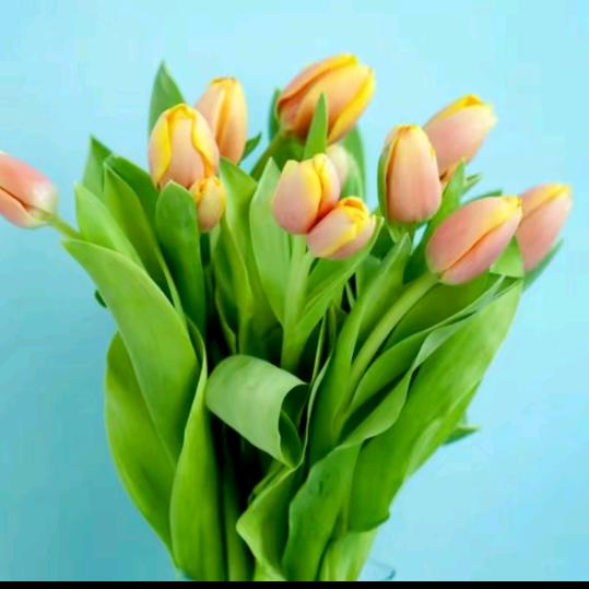 带刺的玫瑰🌹🌹🌹，