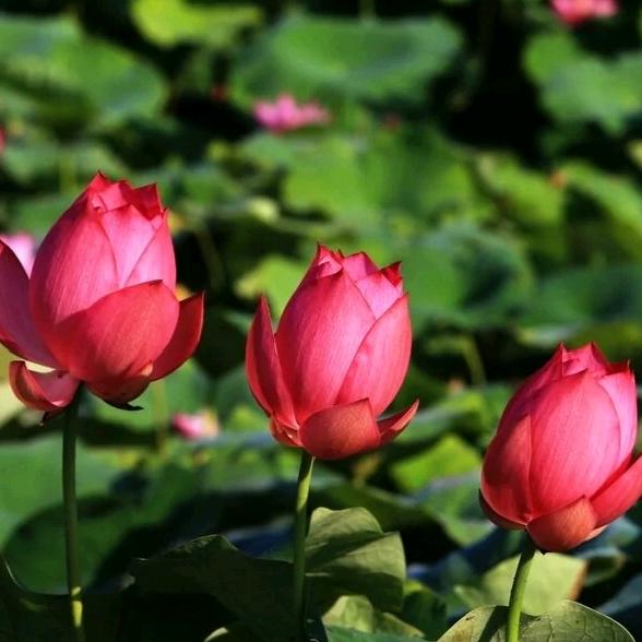雾里看花🌸